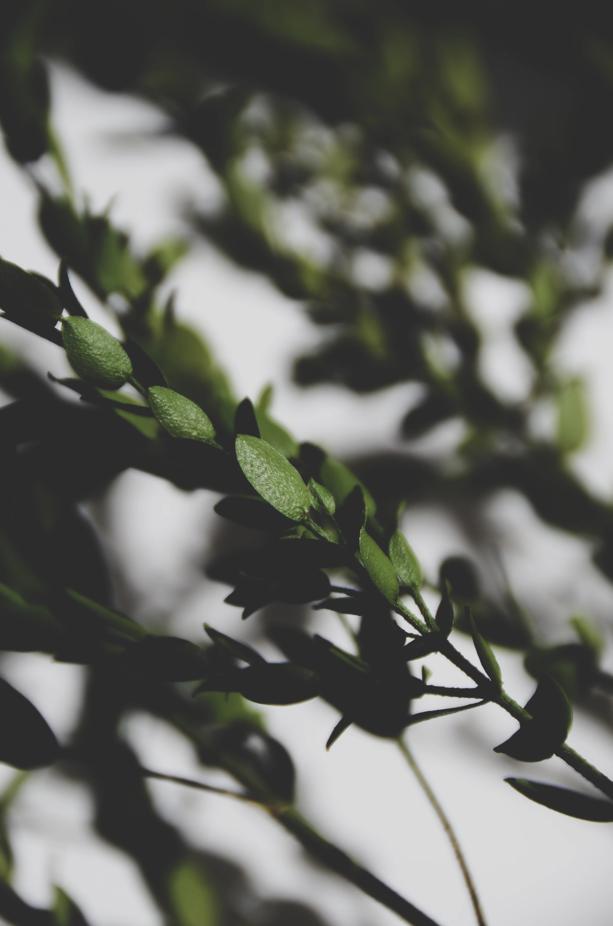 Tréppan Living Project